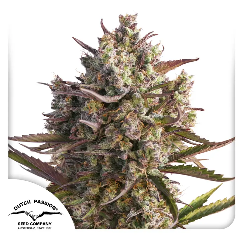 Auto Blueberry Dutch Passion Seed company Auto Blueberry Dutch Passion Seed company