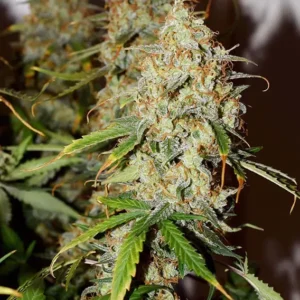 Auto Brooklyn Sunrise Dutch Passion Seed company v2B