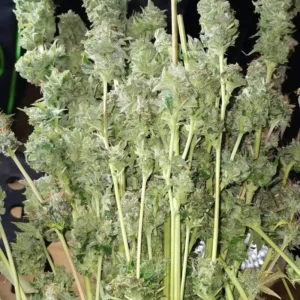 Auto Bruce Lemon Diesel 02