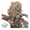 Auto Candy Bubatz XL Dutch Passion Seed company