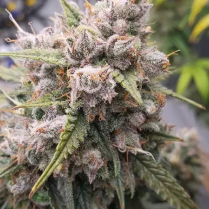 Auto Cinderella Jack Dutch Passion Seed company v2B