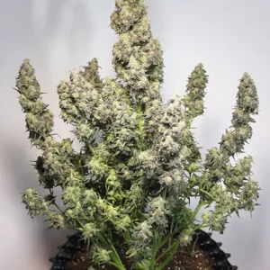 Auto Colorado Cookies Dutch Passion Seed company v2B