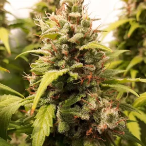 Auto Critical Orange Punch Dutch Passion Seed company v2B