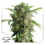 Dutch Passion Auto Daiquiri Lime