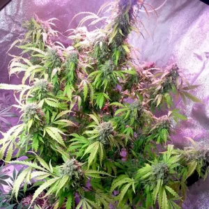 Auto Daiquiri Lime Dutch Passion Seed company v2B