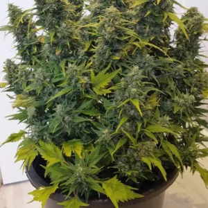 Auto Duck Dutch Passion Seed company v2B