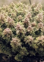 Auto Euforia Dutch Passion Seed company v2B