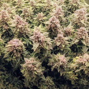 Auto Euforia Dutch Passion Seed company v2B