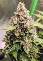 Auto Euforia Dutch Passion Seed company v2C