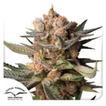 Dutch Passion Auto Frozen Biscotti