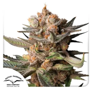 Auto Frozen Biscotti Dutch Passion Seed company