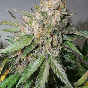 Auto Glueberry OG Dutch Passion Seed company v2B