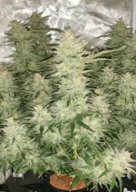 Auto Glueberry OG Dutch Passion Seed company v2C