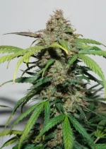 Auto Kerosene Krash Dutch Passion Seed company v2B