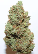 Auto Kerosene Krash Dutch Passion Seed company v2C