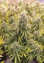 Auto Lemon Kix Dutch Passion Seed company v2B