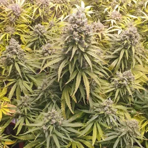 Auto Lemon Kix Dutch Passion Seed company v2B