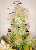 Auto Lemon Kix Dutch Passion Seed company v2C