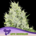 Anesia Seeds Auto Lemongrass - 3 Stück