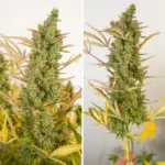 Auto Mac 1 long flower