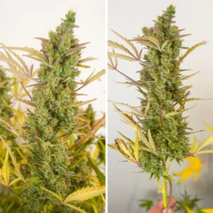 Auto Mac 1 long flower