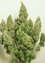 Auto Mazar Dutch Passion Seed company v2B