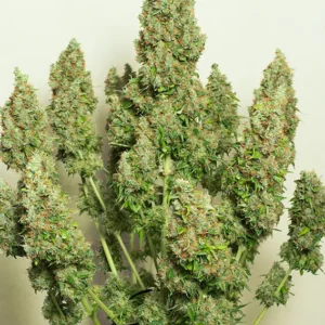 Auto Mazar Dutch Passion Seed company v2B