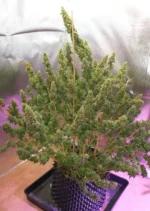 Auto Mazar Dutch Passion Seed company v2C