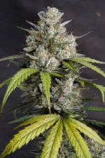 Auto Melonade Runtz frosty flower