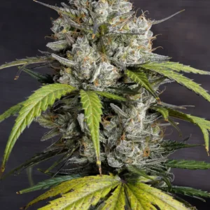 Auto Melonade Runtz frosty flower