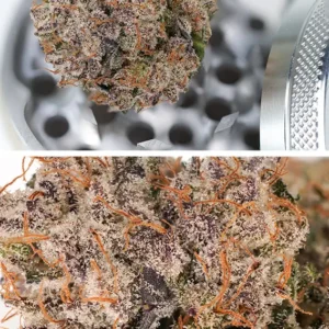 Auto Mimosa Punch Dutch Passion Seed company v2B