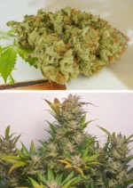 Auto Mokums Tulip Dutch Passion Seed company v2B