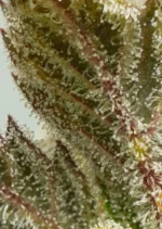 Auto Mokums Tulip Dutch Passion Seed company v2C