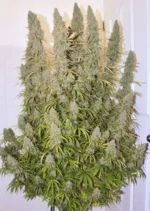 Auto Night Queen Dutch Passion Seed company v2B