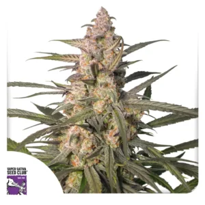 Auto Northern Dragon Fuel Super Sativa Seed Club