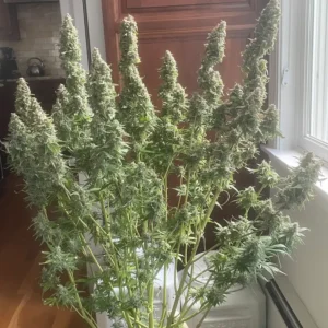 Auto Northern Dragon Fuel Super Sativa Seed Club B