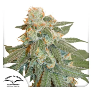 Auto Orange Bud Dutch Passion Seed company