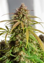Auto Orange Bud Dutch Passion Seed company v2B
