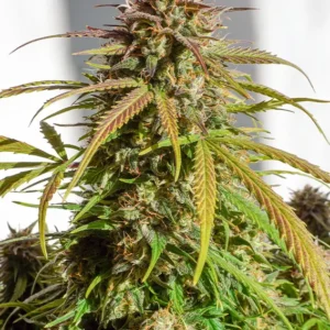 Auto Orange Bud Dutch Passion Seed company v2B