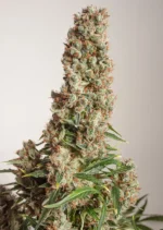 Auto Orange Bud Dutch Passion Seed company v2C