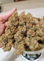 Auto Power Plant Dutch Passion Seed company v2C