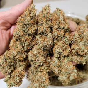 Auto Power Plant Dutch Passion Seed company v2C