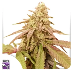 Auto Purple OG Punch Super Sativa Seed Club
