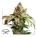 Dutch Passion Auto Red Tropicana Cookies