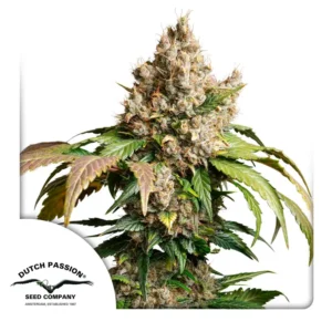 Auto Red Tropicana Cookies 800x800