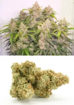 Auto Skywalker Haze Dutch Passion Seed company v2B