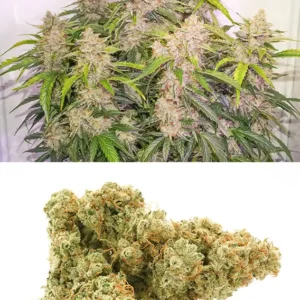 Auto Skywalker Haze Dutch Passion Seed company v2B