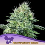 Anesia Seeds Auto Strawberry Banana - 3 Stück