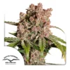 Auto Strawberry Soda 800x800