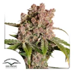 Dutch Passion Auto Strawberry Soda